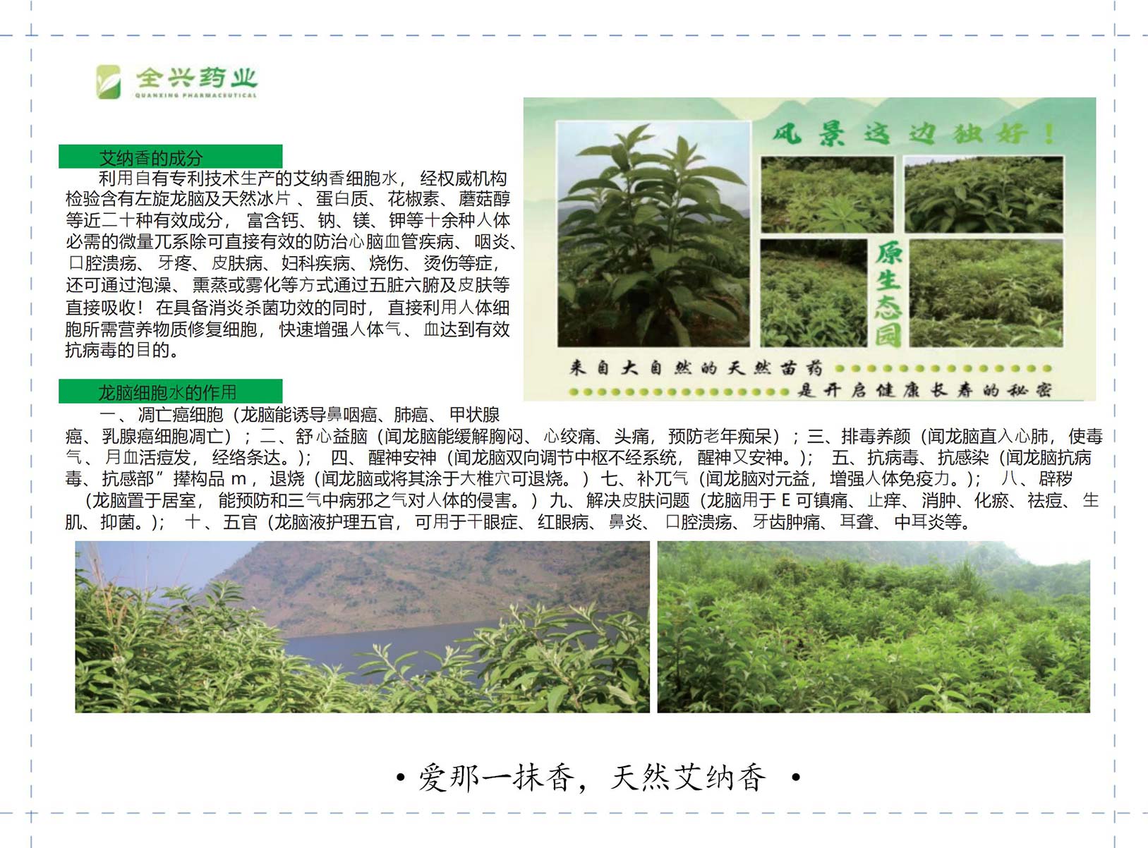 全兴药业艾纳香-18
